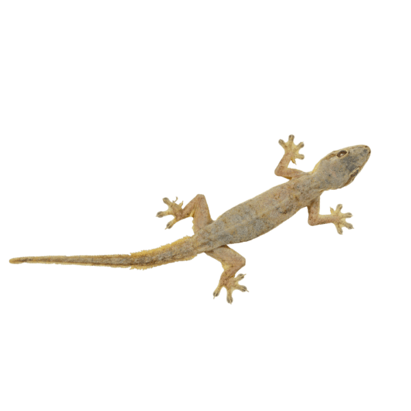 Reptile