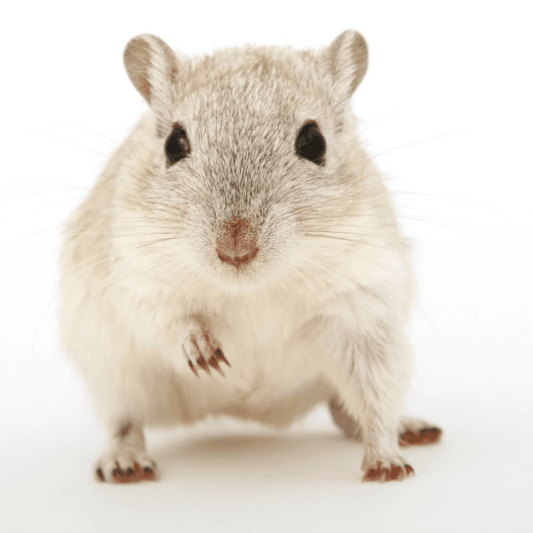 Small Animal